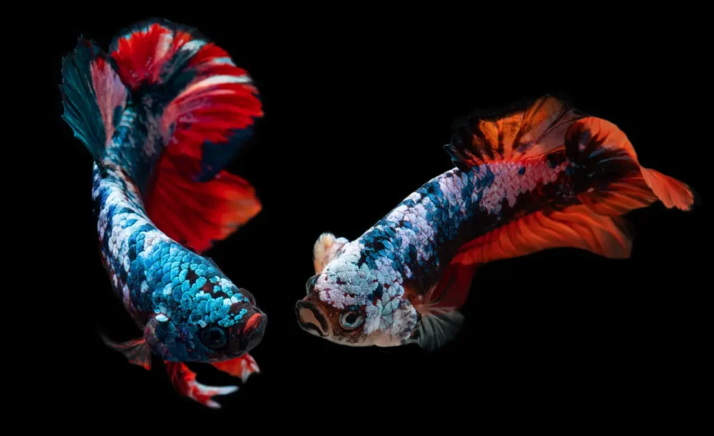 Betta Fish Blue-red (12)