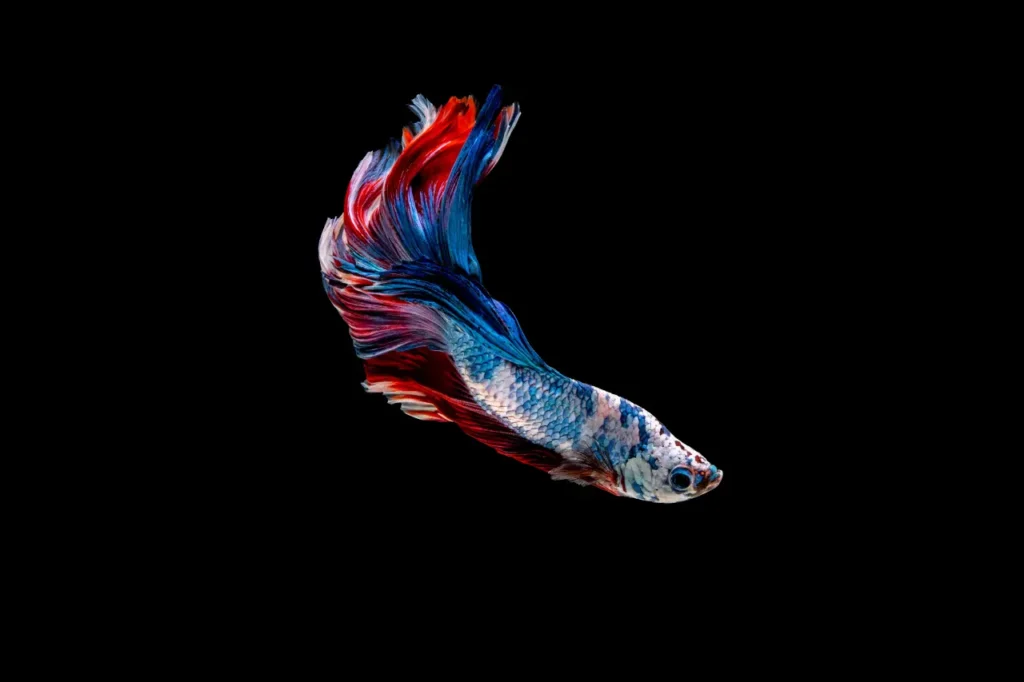 Betta Fish Blue-red (13)