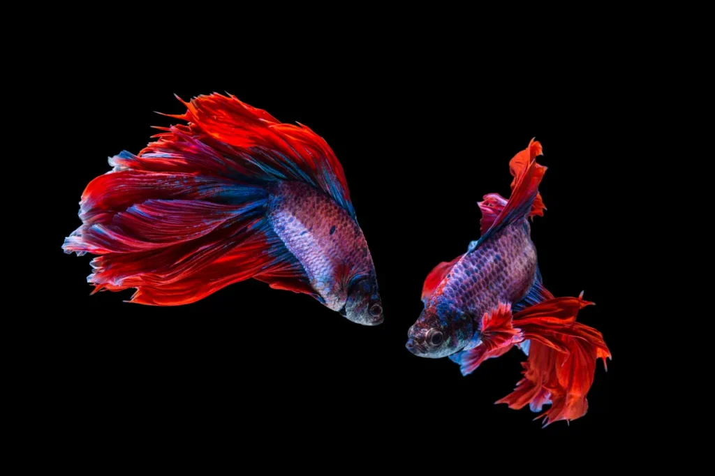 Betta Fish Blue-red (15)