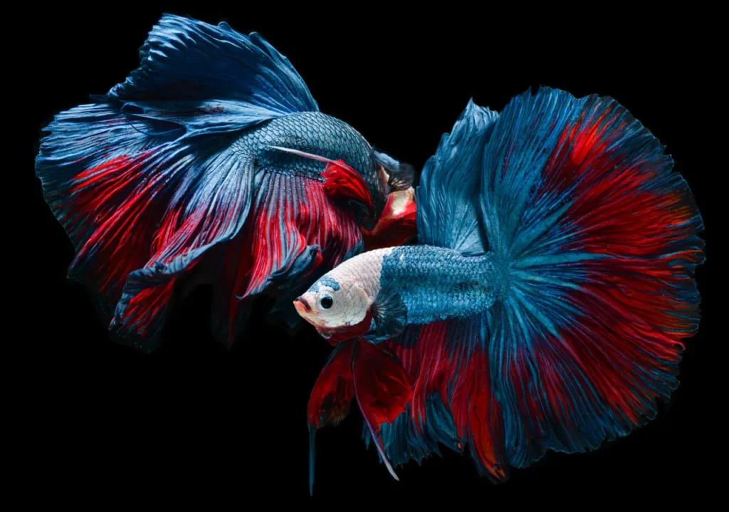 Betta Fish Blue-red (16)