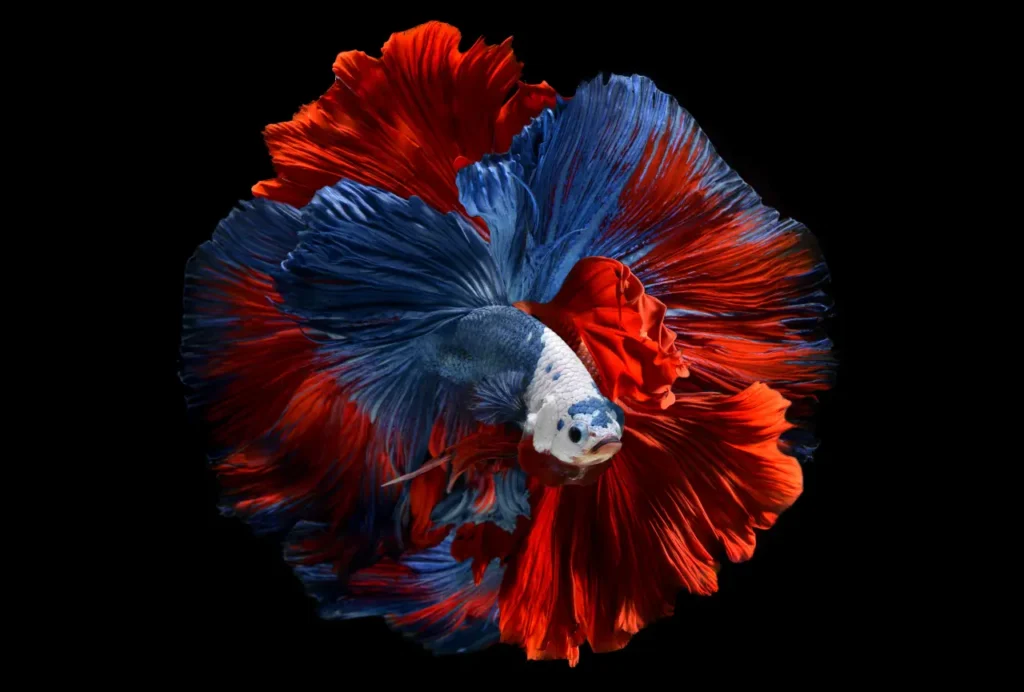 Betta Fish Blue-red (17)