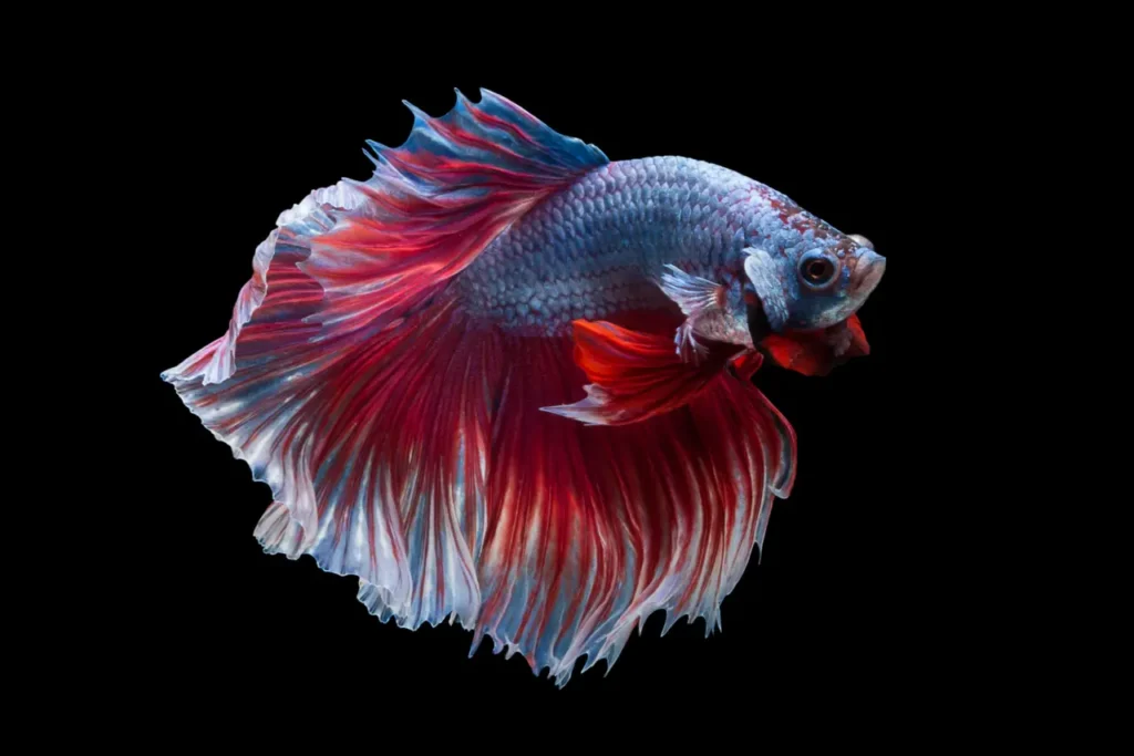 Betta Fish Blue-red (18)