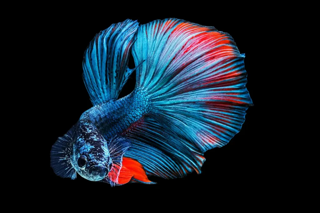 Betta Fish Blue-red (19)