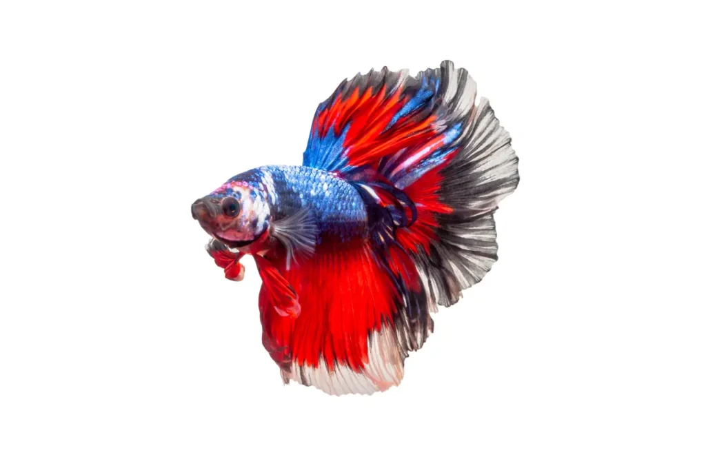 Betta Fish Blue-red (20)