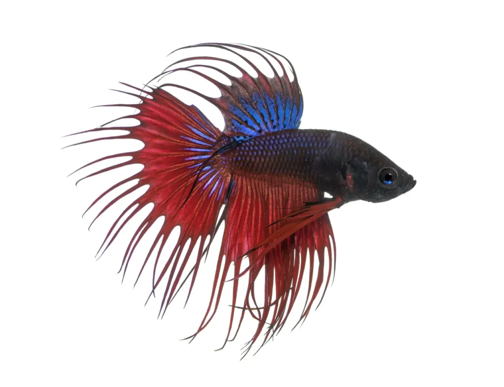 Betta Fish Blue-red (21)