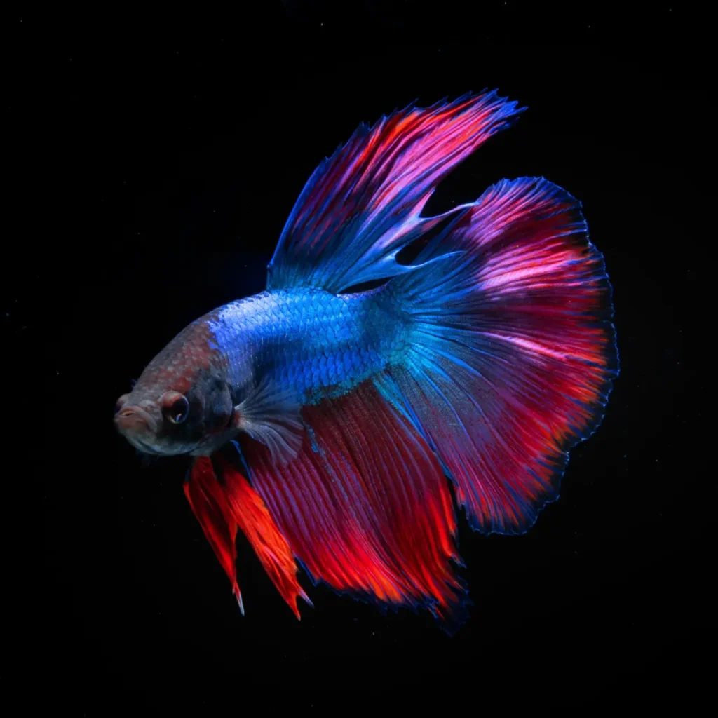 Betta Fish Blue-red (4)