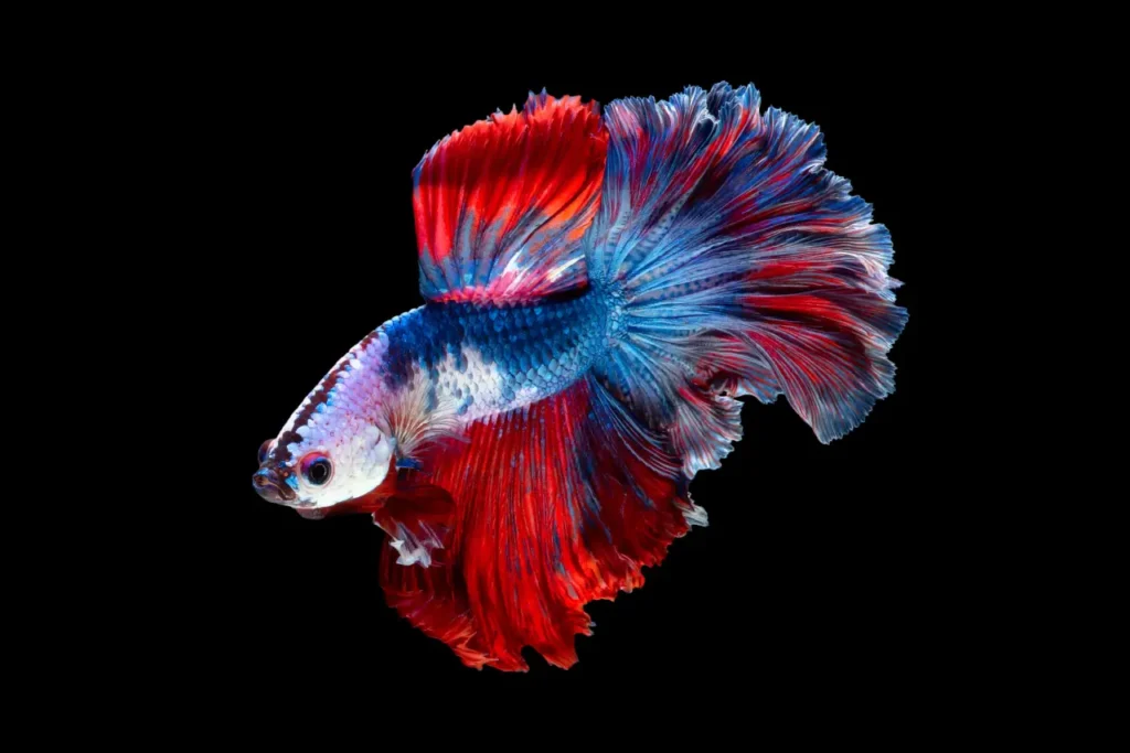 Betta Fish Blue-red (5)