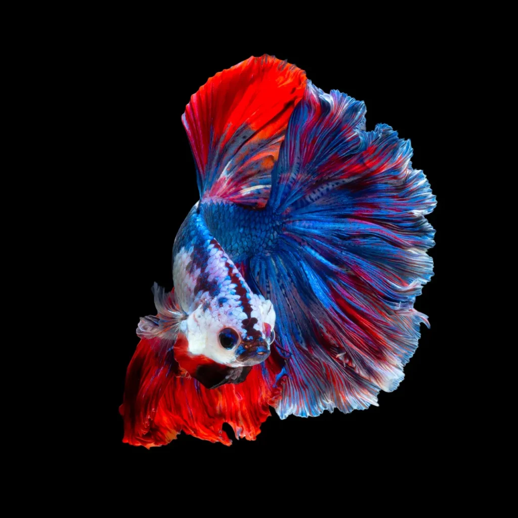 Betta Fish Blue-red (6)