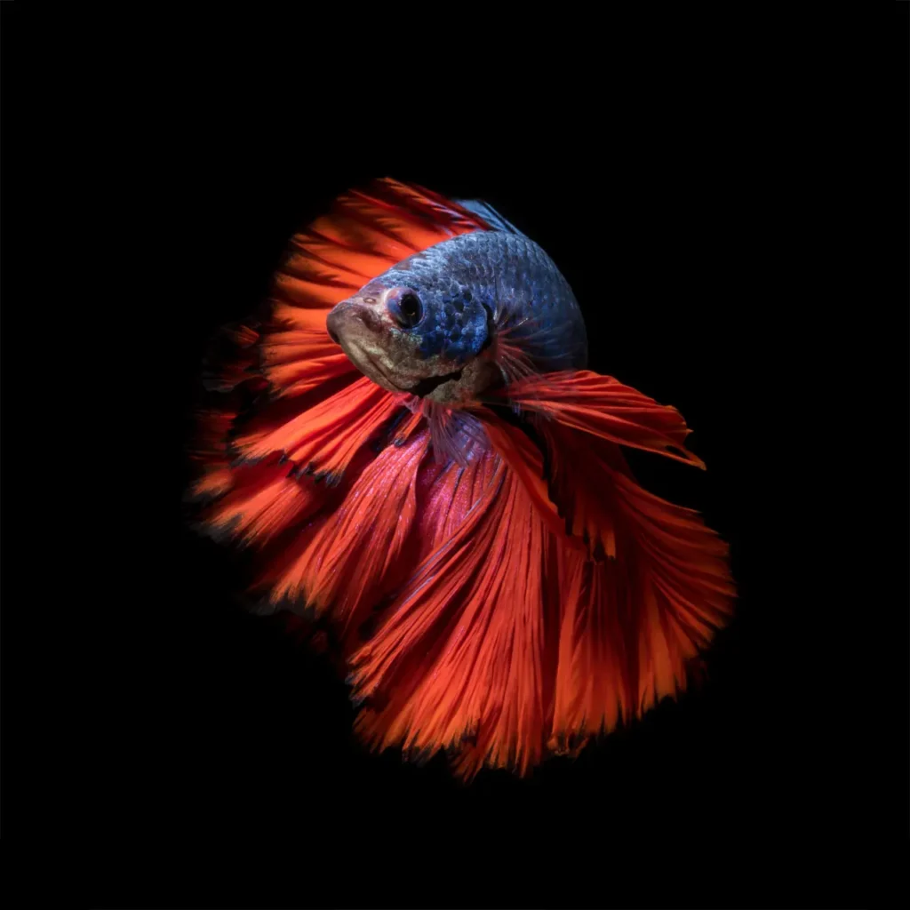 Betta Fish Blue-red (9)