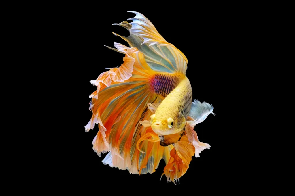 Betta Fish Gold (3)