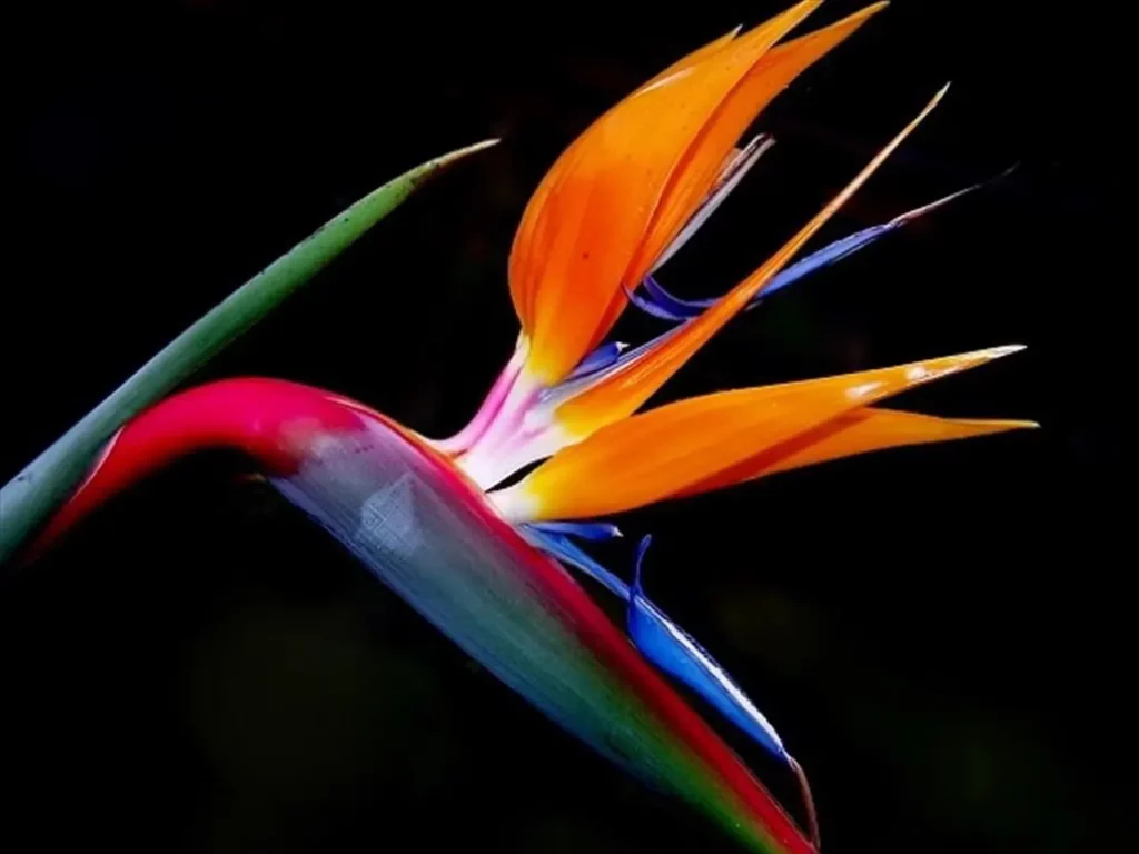Bird Of Paradise Flowers 3
