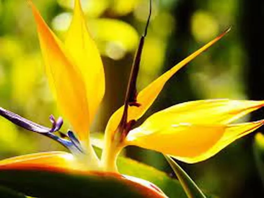 Bird Of Paradise Flowers Yellow