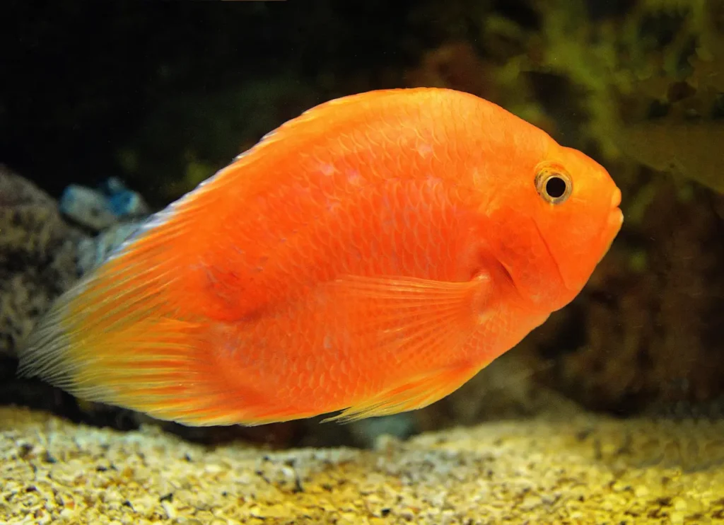 Blood Parrot Cichlid Fish 12