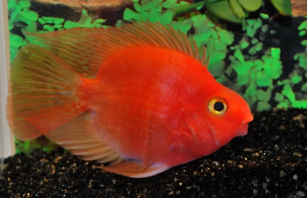 Blood Parrot Cichlid Fish 15