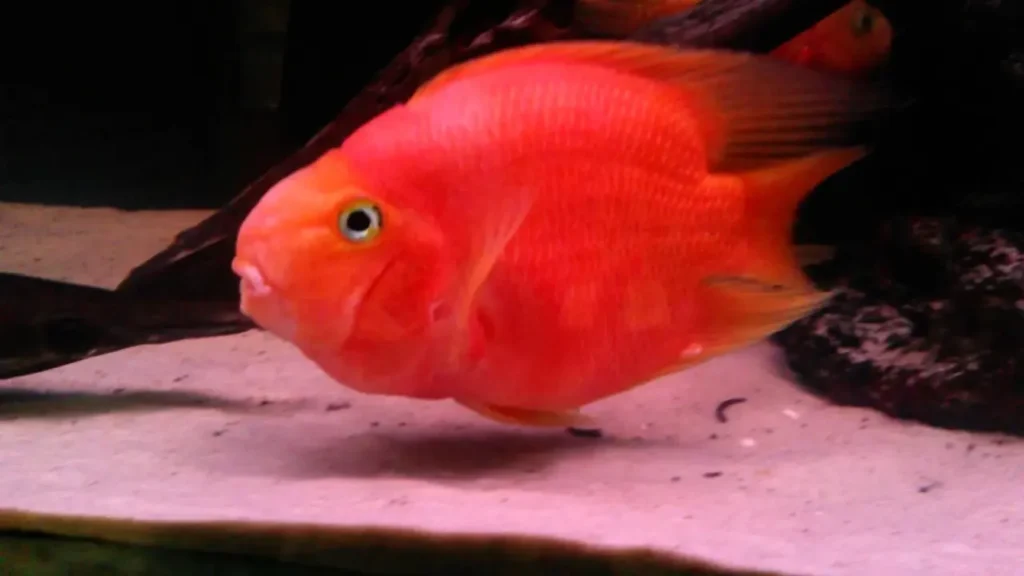 Blood Parrot Cichlid Fish 18