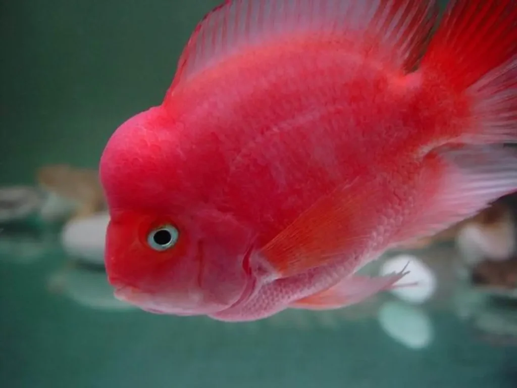 Blood Parrot Cichlid Fish 19
