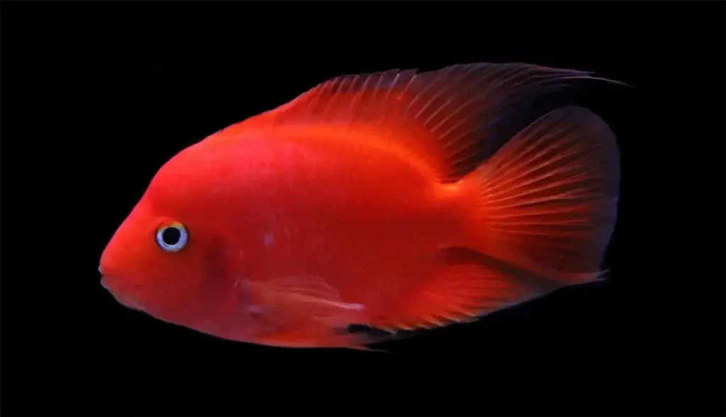 Blood Parrot Cichlid Fish 22