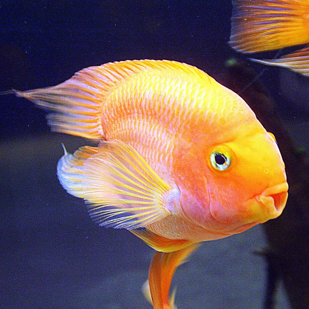 Blood Parrot Cichlid Fish 5