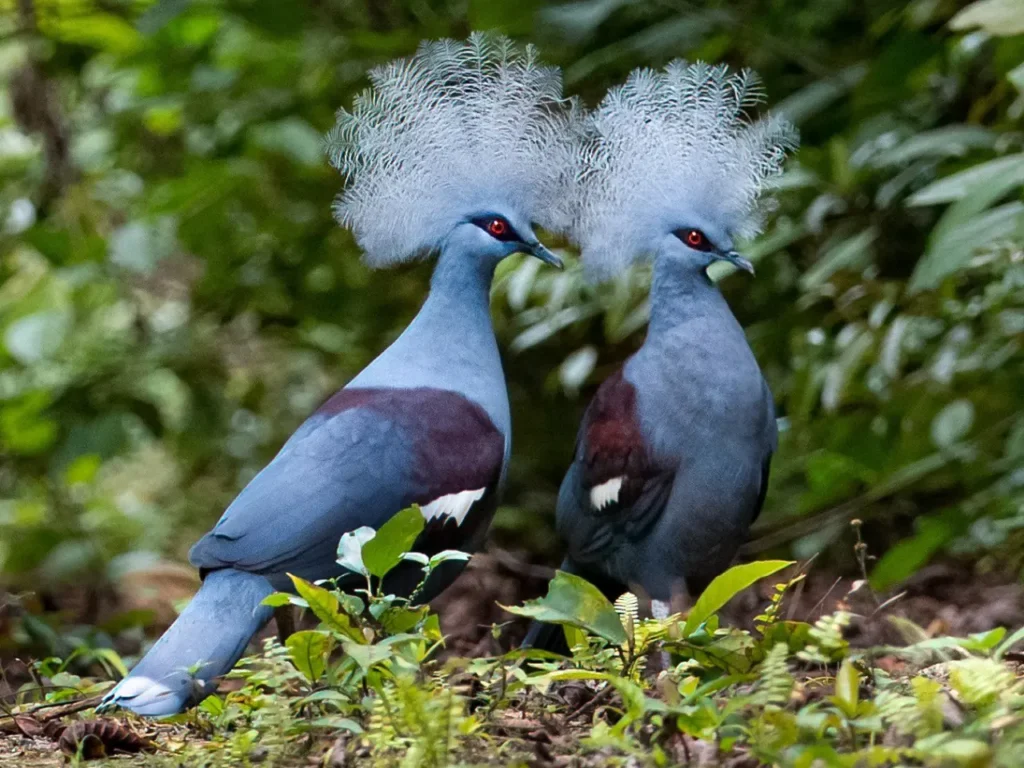 Blue Crowned Pigeon 1