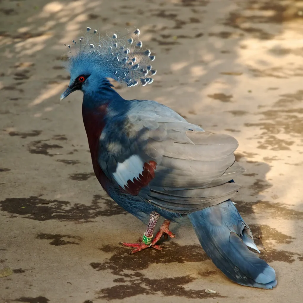 Blue Crowned Pigeon 10