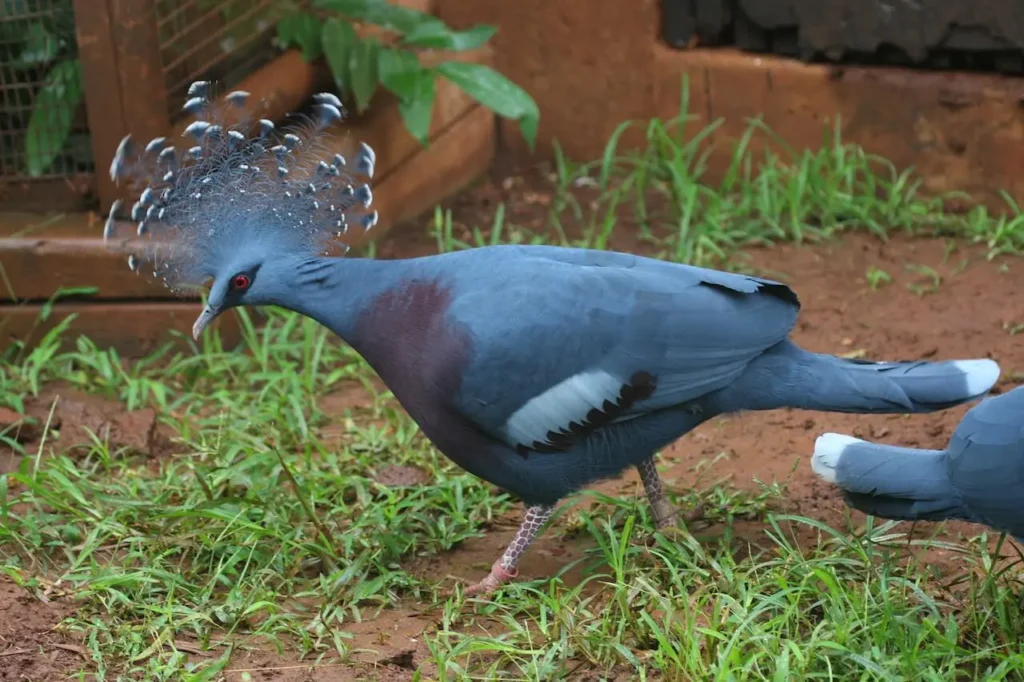 Blue Crowned Pigeon 11
