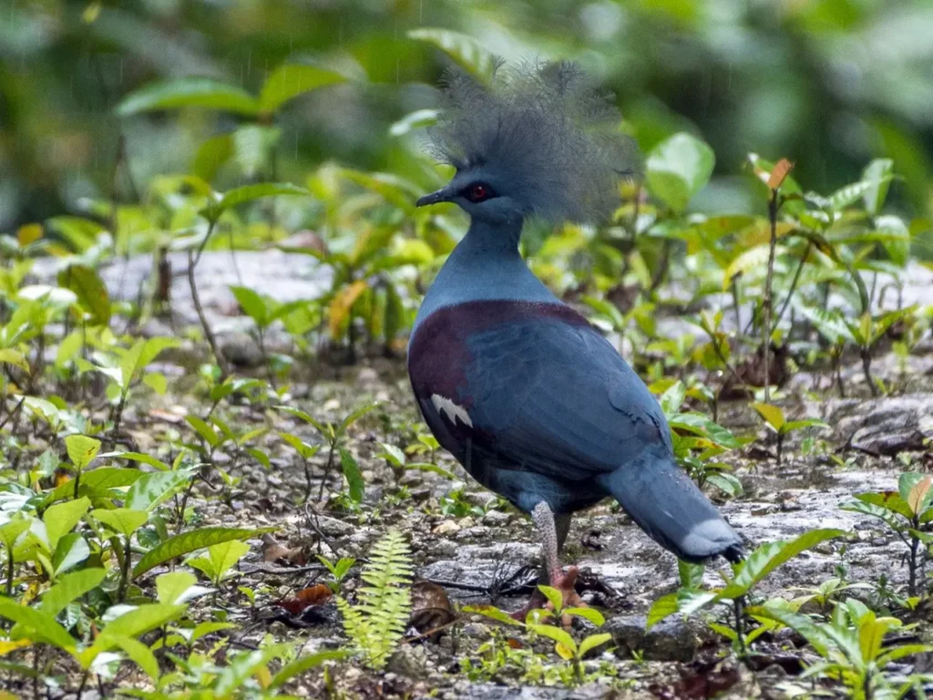 Blue Crowned Pigeon 12