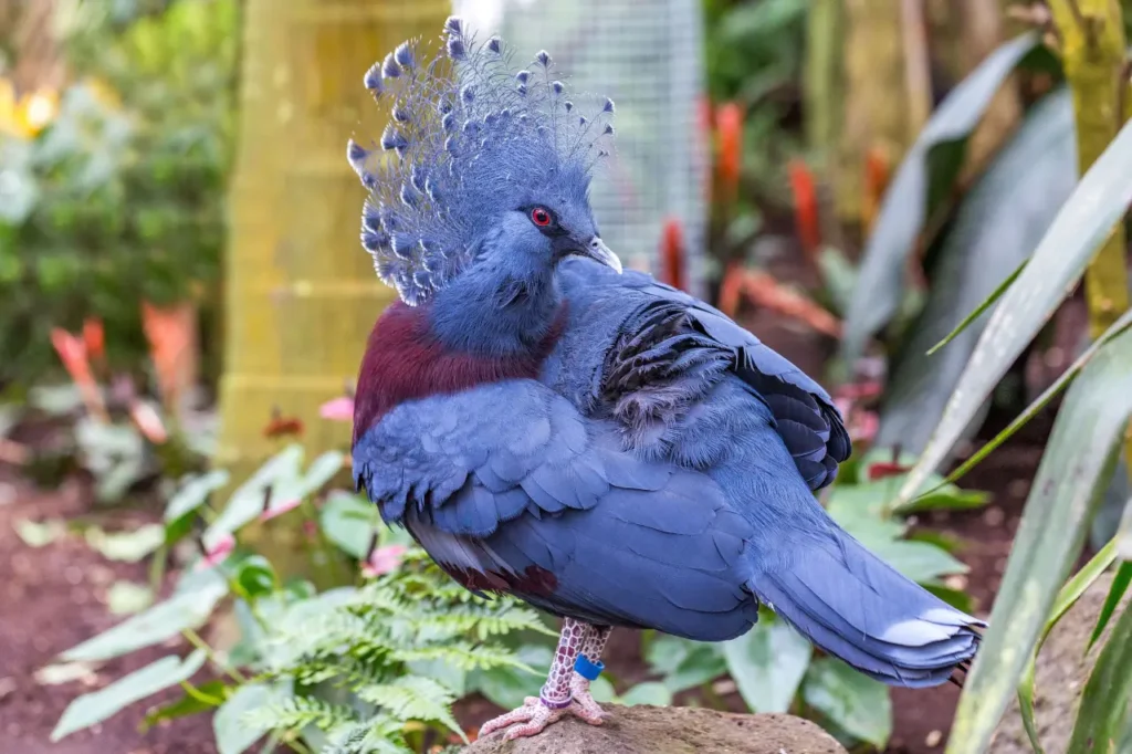 Blue Crowned Pigeon 13