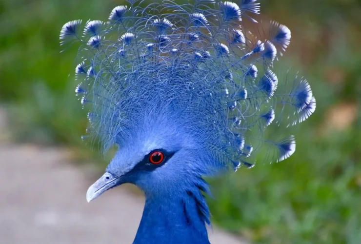 Blue Crowned Pigeon 14