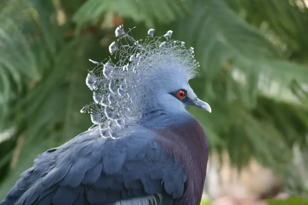 Blue Crowned Pigeon 15