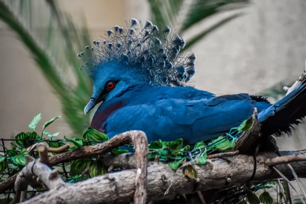 Blue Crowned Pigeon 17