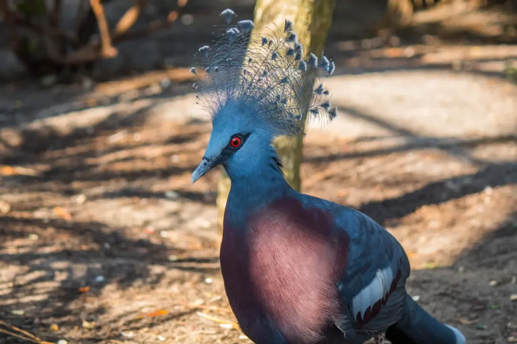 Blue Crowned Pigeon 18