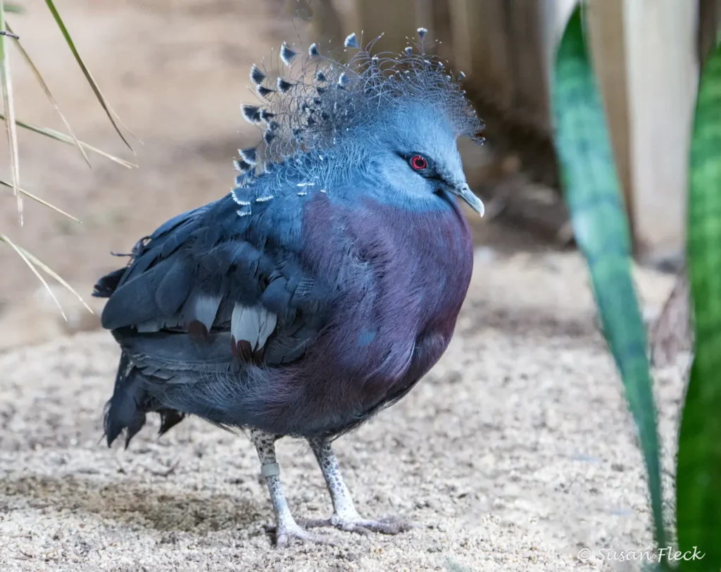 Blue Crowned Pigeon 2