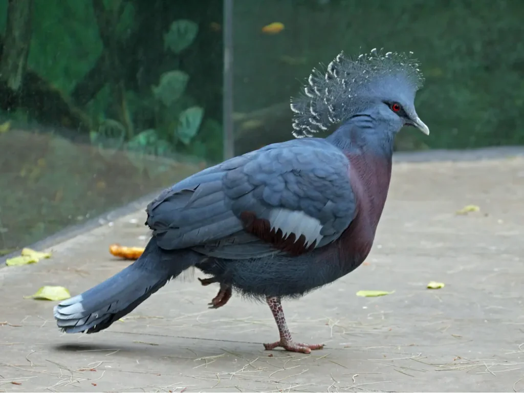 Blue Crowned Pigeon 20