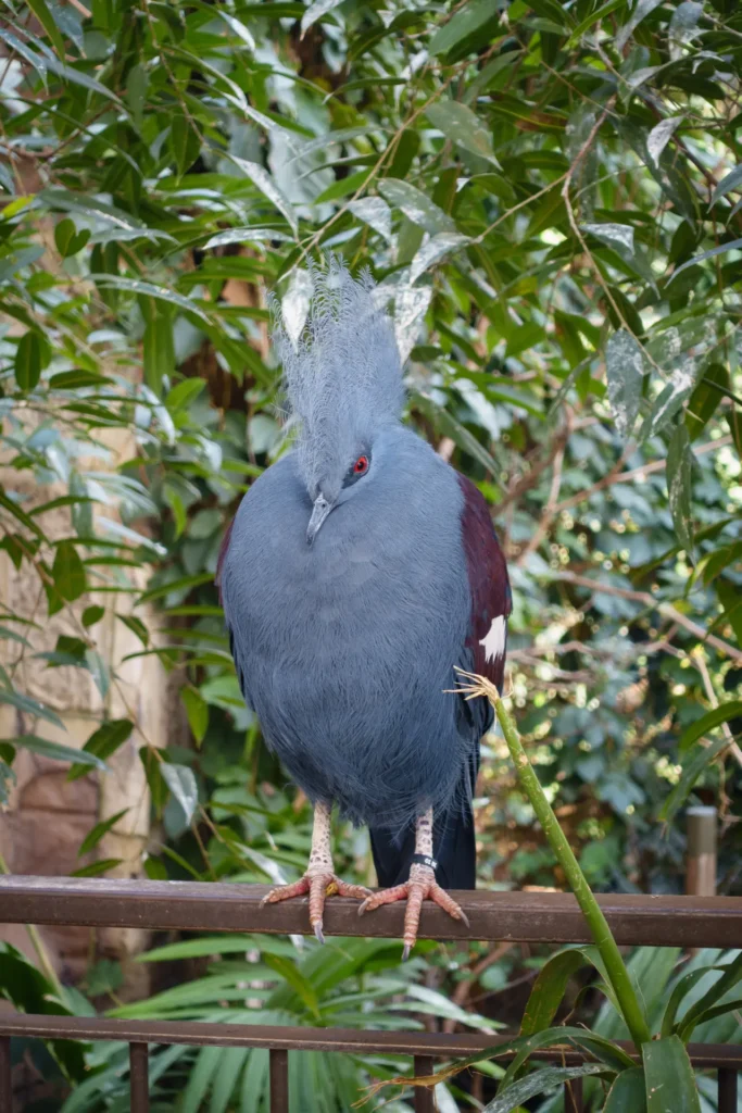 Blue Crowned Pigeon 23