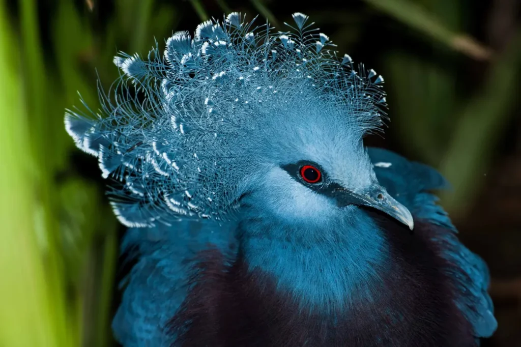 Blue Crowned Pigeon 26