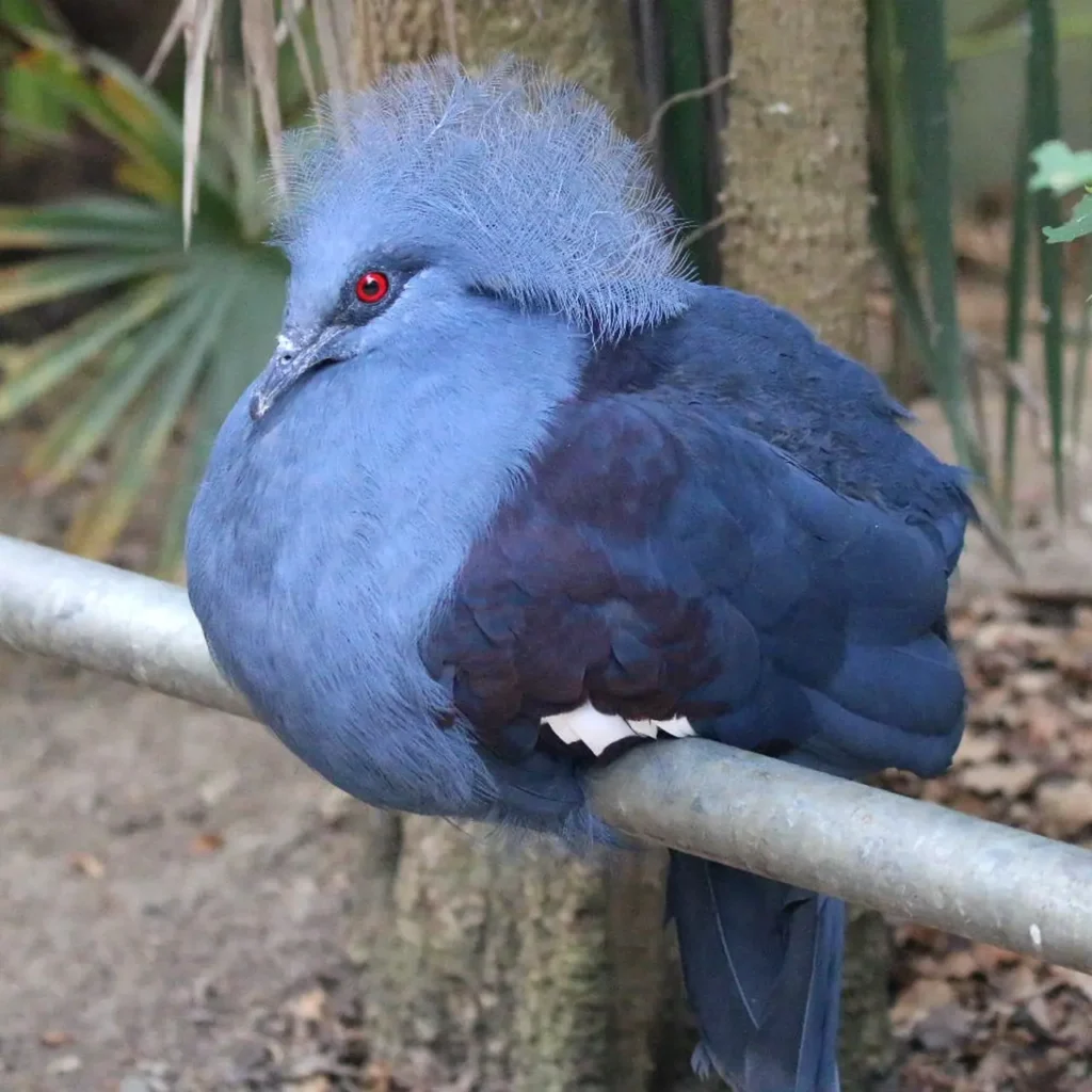 Blue Crowned Pigeon 28