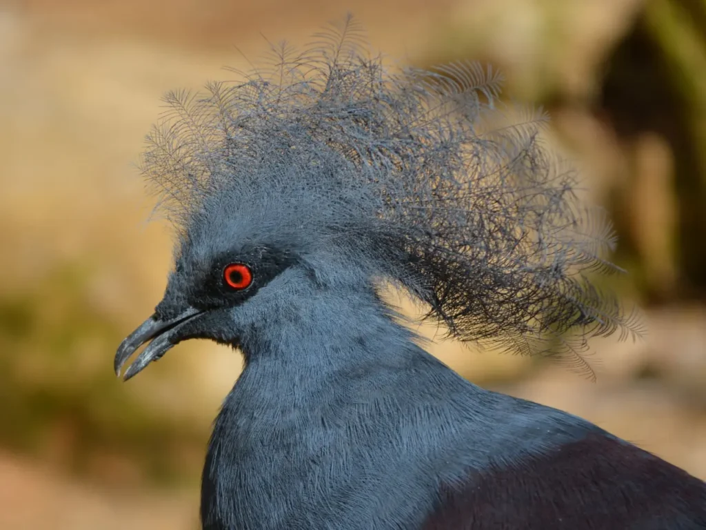 Blue Crowned Pigeon 29