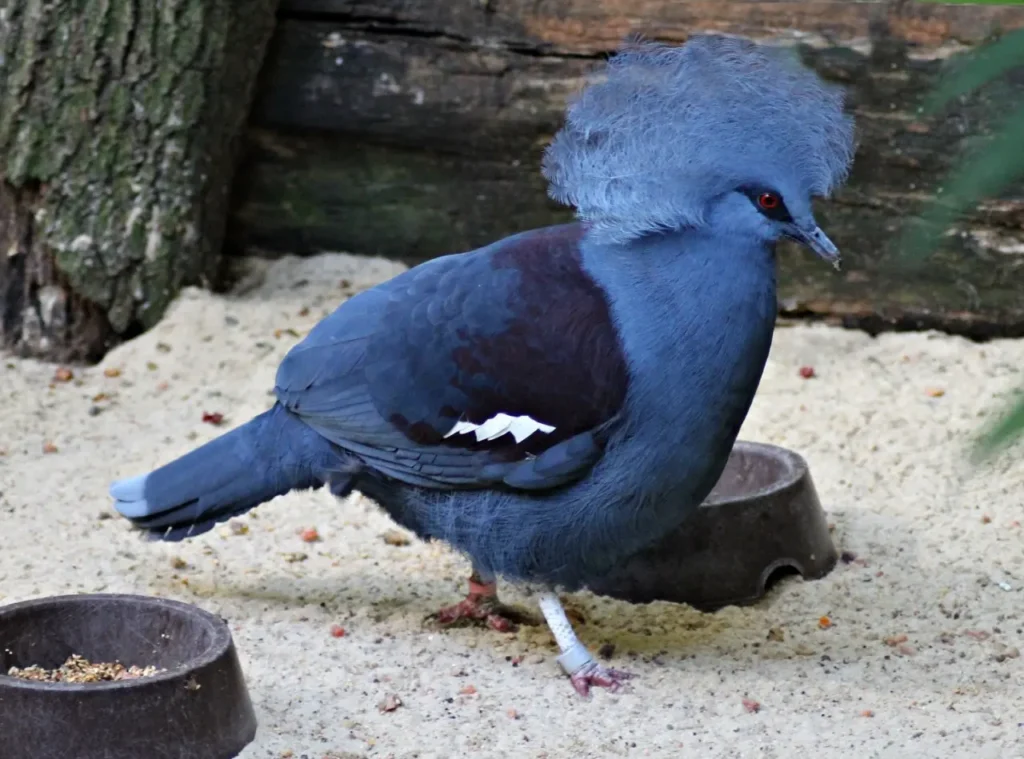Blue Crowned Pigeon 3