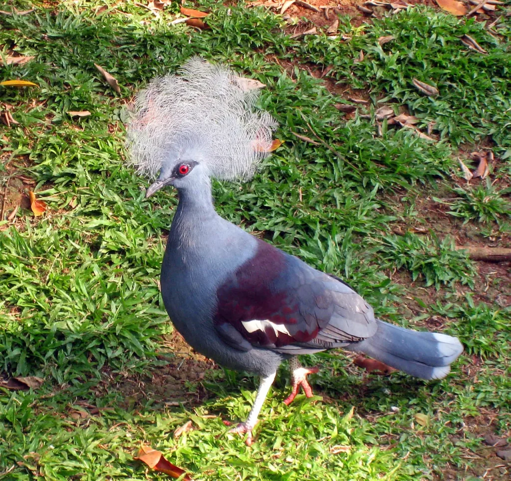 Blue Crowned Pigeon 5