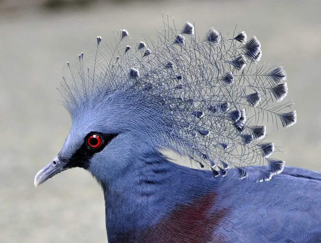 Blue Crowned Pigeon 7