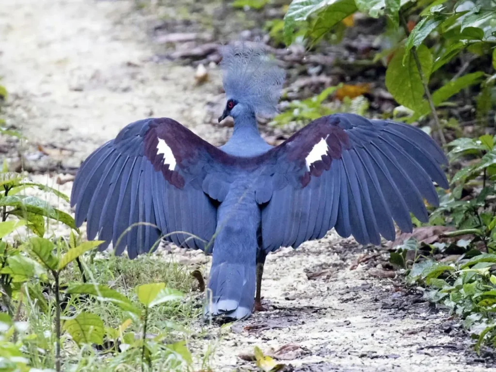 Blue Crowned Pigeon 8