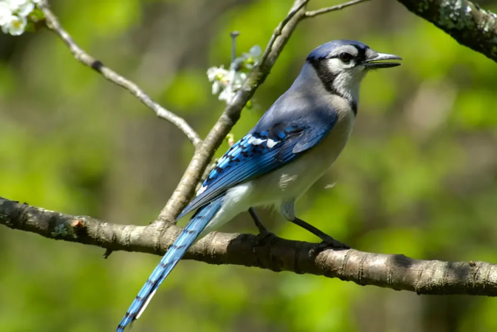 Blue Jay 11.undefined