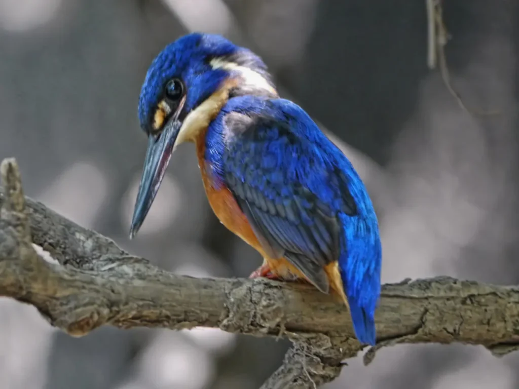 Blueazure Kingfisher 15
