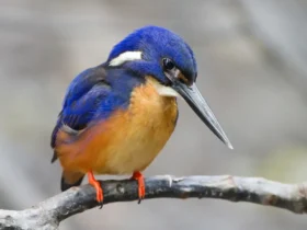 Blueazure Kingfisher 3