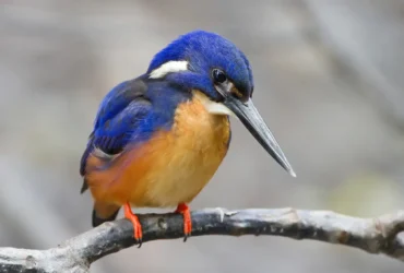 Blueazure Kingfisher 3