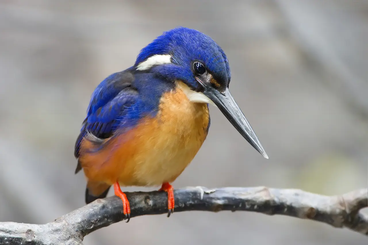 Blueazure Kingfisher 3