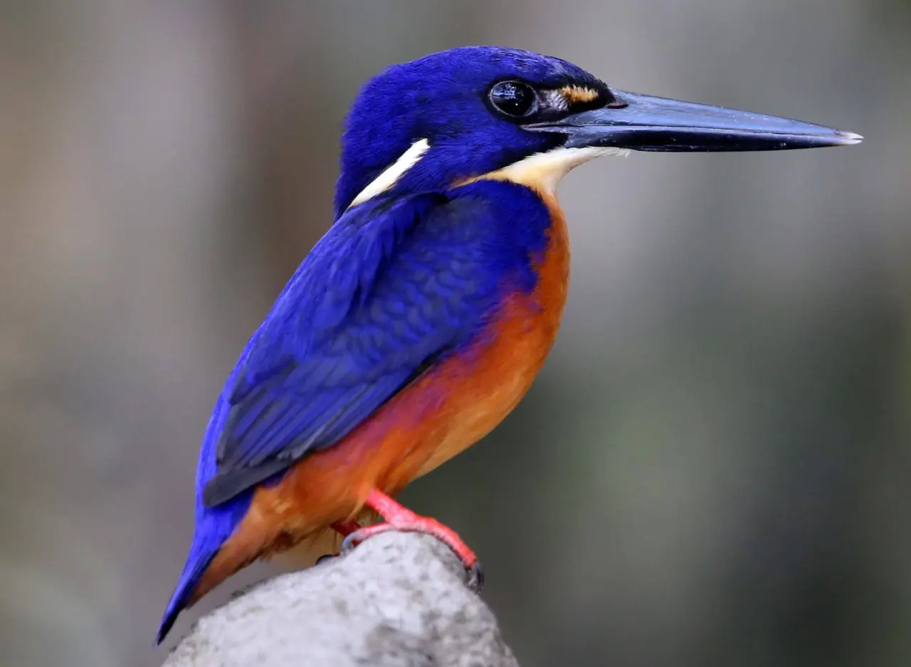 Blueazure Kingfisher 7