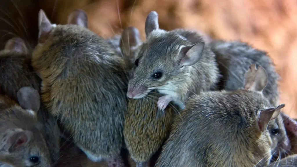 Can Humans Completely Eradicate The Mouse Species 6
