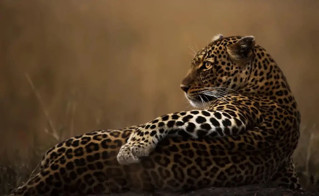 Captivating Wildlife Through The Lens Of Photography 8