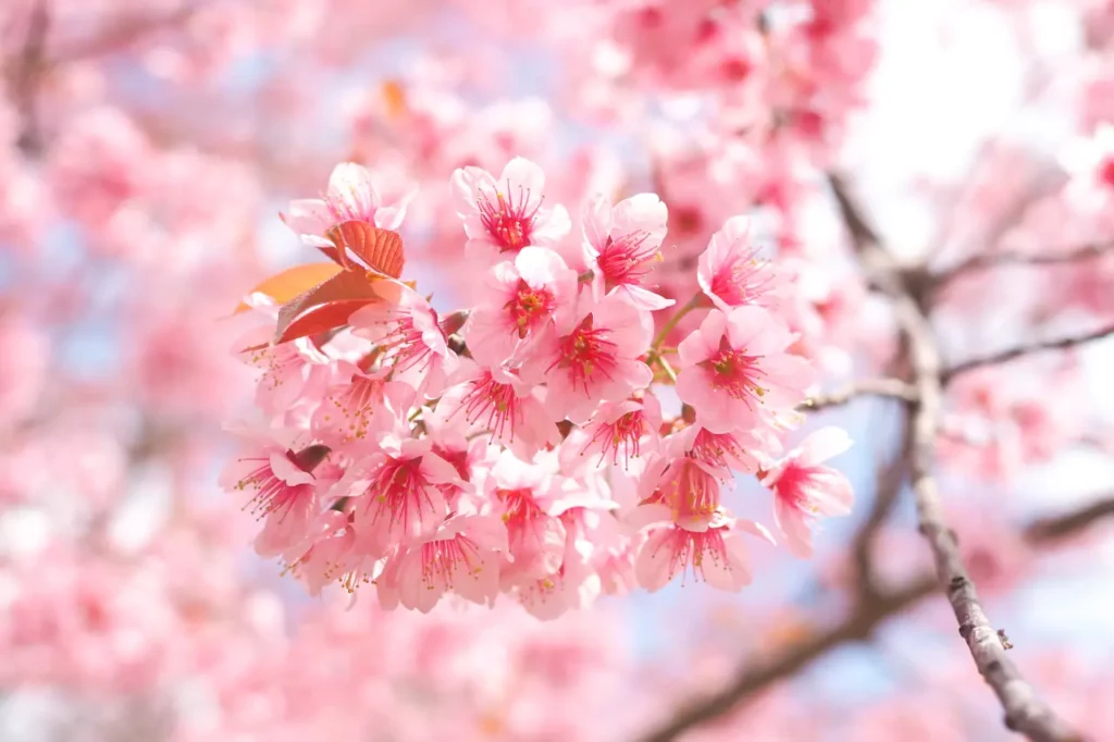 Cherry Blossom Flowers (11)